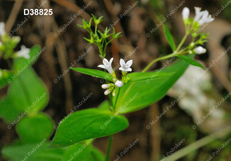 Purple Bluet (Houstonia purpurea)